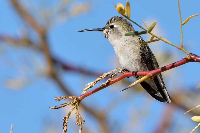 costa's kolibrie